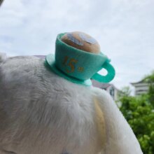 Cinnamoroll Dog Cartoon With Crown Design Plush Stuffed Toys Cinnamoroll Dog Cartoon With Crown Design Plush Stuffed Toys