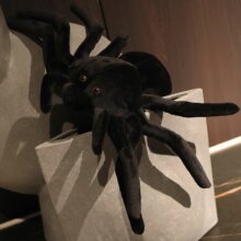 Real Black Spider Short Plush Animal Stuffed Doll Real Black Spider Short Plush Animal Stuffed Doll