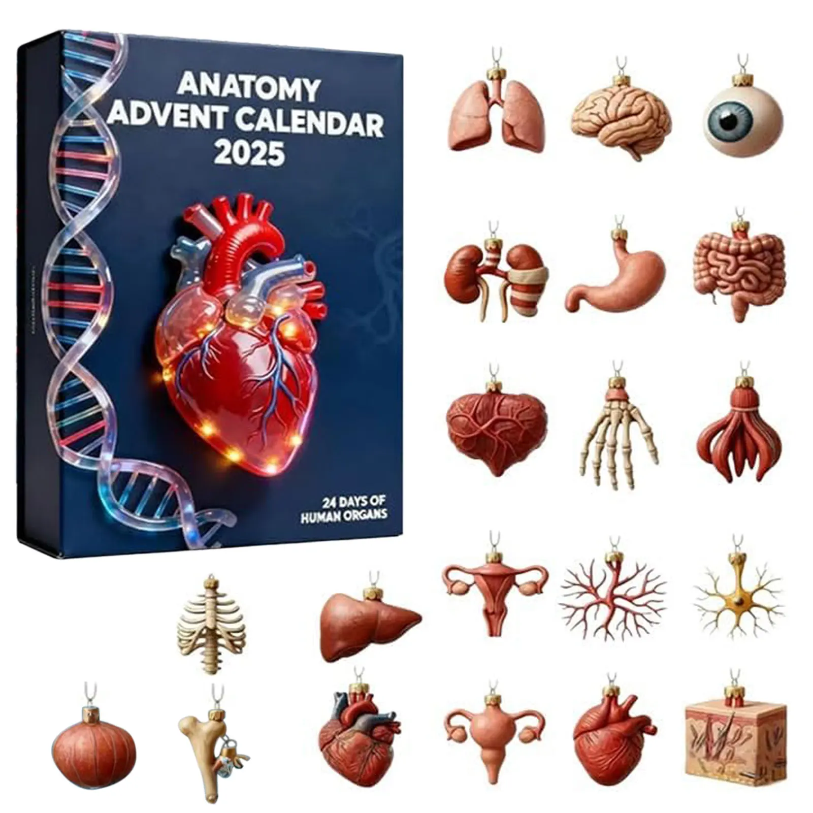 Kawaii Anatomy Explore Advent Calendar