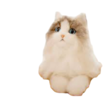 Kawaii Ragdoll Cat Plush Toy Kawaii Ragdoll Cat Plush Toy